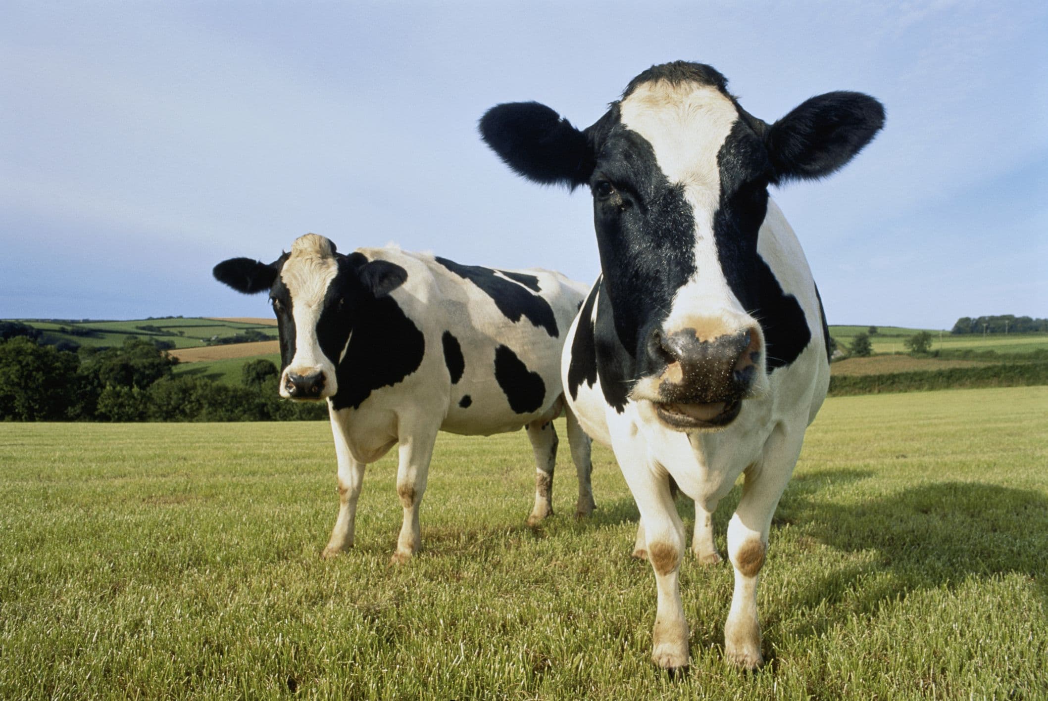 Cows